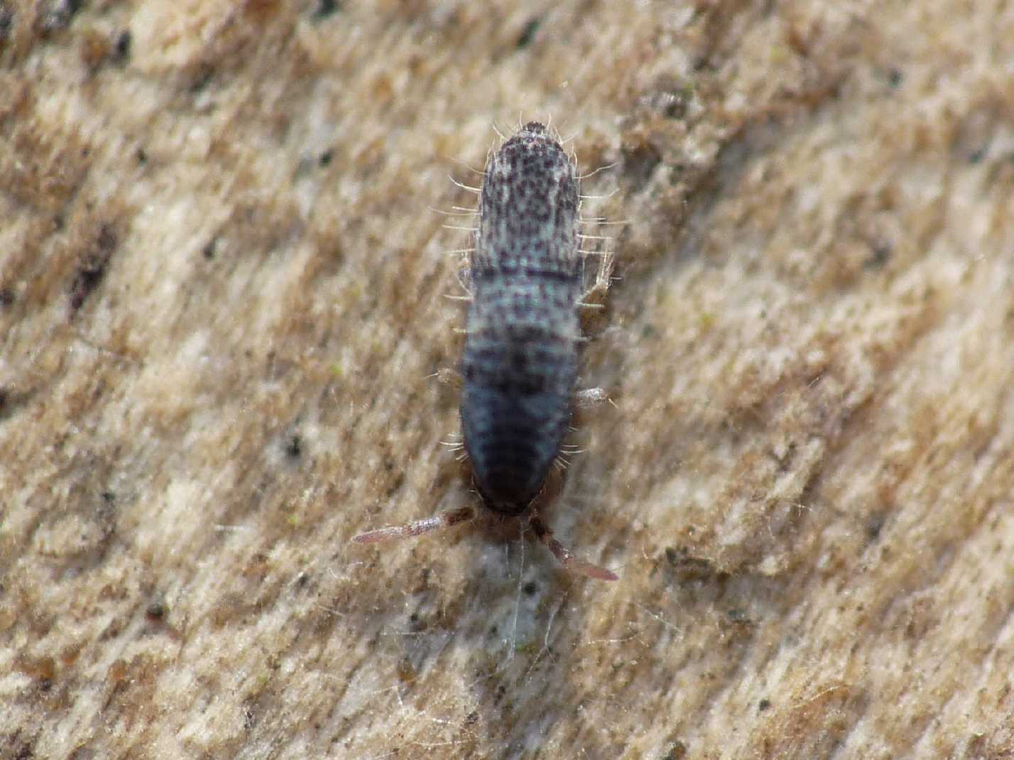 Collembolo: Entomobryidae - Lepidocyrtus sp.(?)